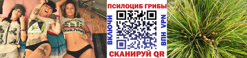 Псилоцибиновые грибы MAGIC MUSHROOMS  дарнет шоп  Эртиль 